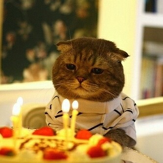 猫 生日蛋糕