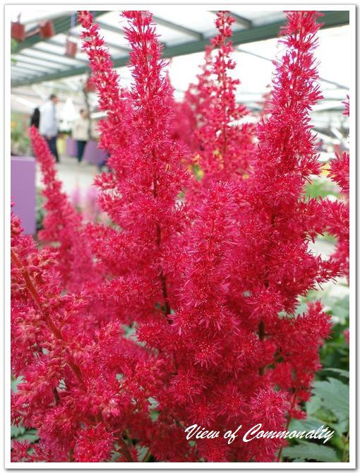 【落新妇】(学名:Astilbe chinensis (Maxim.) Franch. et Savat.):全草皱缩。夏季至秋季开放的花。小花聚集开放形成花穗。【名称由来】花朵较小不引人关注，因此在希腊语中意为“没有光彩”【别名】红升麻、虎麻、金猫儿、升麻、金毛、三七【花语】欣喜【意义】：祝福夫妻恩爱，幸福快乐， 甜蜜爱情地久天长