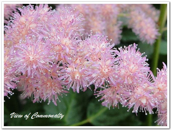 【落新妇】(学名:Astilbe chinensis (Maxim.) Franch. et Savat.):全草皱缩。夏季至秋季开放的花。小花聚集开放形成花穗。【名称由来】花朵较小不引人关注，因此在希腊语中意为“没有光彩”【别名】红升麻、虎麻、金猫儿、升麻、金毛、三七【花语】欣喜【意义】：祝福夫妻恩爱，幸福快乐， 甜蜜爱情地久天长