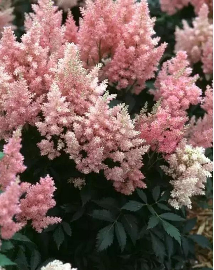 【落新妇】(学名:Astilbe chinensis (Maxim.) Franch. et Savat.):全草皱缩。夏季至秋季开放的花。小花聚集开放形成花穗。【名称由来】花朵较小不引人关注，因此在希腊语中意为“没有光彩”【别名】红升麻、虎麻、金猫儿、升麻、金毛、三七【花语】欣喜【意义】：祝福夫妻恩爱，幸福快乐， 甜蜜爱情地久天长