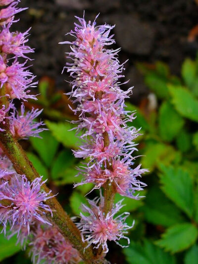 【落新妇】(学名:Astilbe chinensis (Maxim.) Franch. et Savat.):全草皱缩。夏季至秋季开放的花。小花聚集开放形成花穗。【名称由来】花朵较小不引人关注，因此在希腊语中意为“没有光彩”【别名】红升麻、虎麻、金…