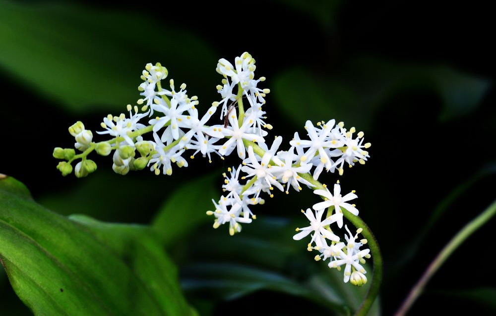 【落新妇】(学名:Astilbe chinensis (Maxim.) Franch. et Savat.):全草皱缩。夏季至秋季开放的花。小花聚集开放形成花穗。【名称由来】花朵较小不引人关注，因此在希腊语中意为“没有光彩”【别名】红升麻、虎麻、金猫儿、升麻、金毛、三七【花语】欣喜【意义】：祝福夫妻恩爱，幸福快乐， 甜蜜爱情地久天长