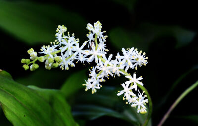 【落新妇】(学名:Astilbe chinensis (Maxim.) Franch. et Savat.):全草皱缩。夏季至秋季开放的花。小花聚集开放形成花穗。【名称由来】花朵较小不引人关注，因此在希腊语中意为“没有光彩”【别名】红升麻、虎麻、金…