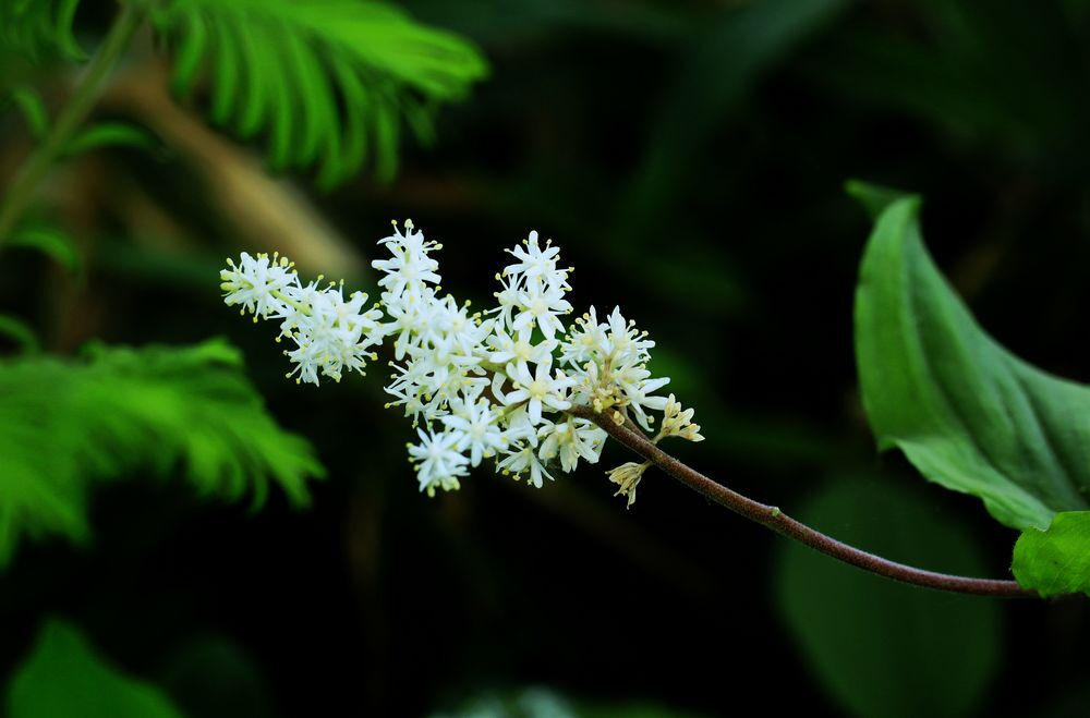 【落新妇】(学名:Astilbe chinensis (Maxim.) Franch. et Savat.):全草皱缩。夏季至秋季开放的花。小花聚集开放形成花穗。【名称由来】花朵较小不引人关注，因此在希腊语中意为“没有光彩”【别名】红升麻、虎麻、金猫儿、升麻、金毛、三七【花语】欣喜【意义】：祝福夫妻恩爱，幸福快乐， 甜蜜爱情地久天长