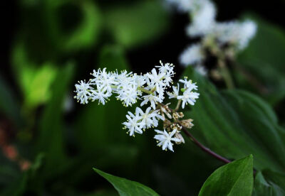 【落新妇】(学名:Astilbe chinensis (Maxim.) Franch. et Savat.):全草皱缩。夏季至秋季开放的花。小花聚集开放形成花穗。【名称由来】花朵较小不引人关注，因此在希腊语中意为“没有光彩”【别名】红升麻、虎麻、金…