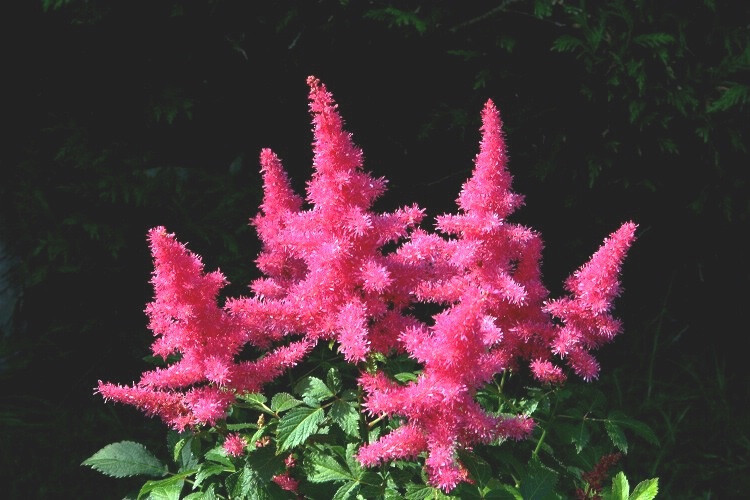 【落新妇】(学名:Astilbe chinensis (Maxim.) Franch. et Savat.):全草皱缩。夏季至秋季开放的花。小花聚集开放形成花穗。【名称由来】花朵较小不引人关注，因此在希腊语中意为“没有光彩”【别名】红升麻、虎麻、金猫儿、升麻、金毛、三七【花语】欣喜【意义】：祝福夫妻恩爱，幸福快乐， 甜蜜爱情地久天长