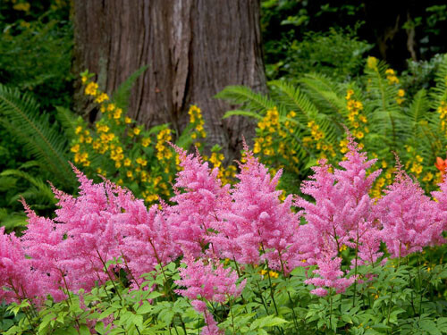 【落新妇】(学名:Astilbe chinensis (Maxim.) Franch. et Savat.):全草皱缩。夏季至秋季开放的花。小花聚集开放形成花穗。【名称由来】花朵较小不引人关注，因此在希腊语中意为“没有光彩”【别名】红升麻、虎麻、金猫儿、升麻、金毛、三七【花语】欣喜【意义】：祝福夫妻恩爱，幸福快乐， 甜蜜爱情地久天长