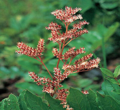 【落新妇】(学名:Astilbe chinensis (Maxim.) Franch. et Savat.):全草皱缩。夏季至秋季开放的花。小花聚集开放形成花穗。【名称由来】花朵较小不引人关注，因此在希腊语中意为“没有光彩”【别名】红升麻、虎麻、金…