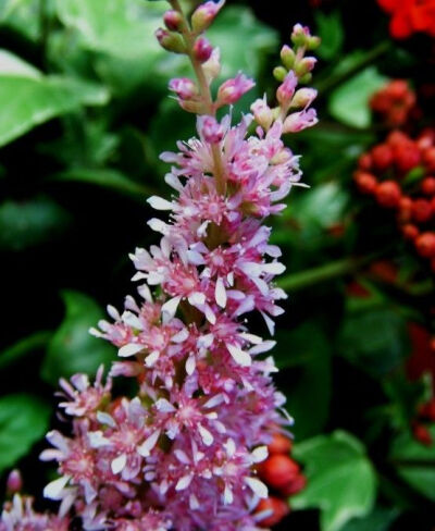 【落新妇】(学名:Astilbe chinensis (Maxim.) Franch. et Savat.):全草皱缩。夏季至秋季开放的花。小花聚集开放形成花穗。【名称由来】花朵较小不引人关注，因此在希腊语中意为“没有光彩”【别名】红升麻、虎麻、金…