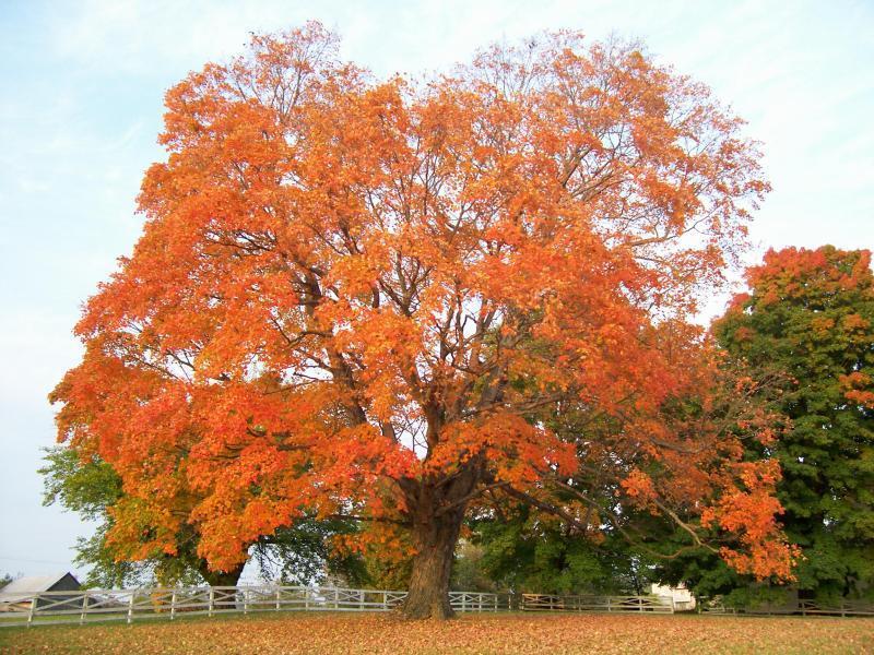 【糖枫】拉丁文名:Acer saccharum槭树科槭属落叶大乔木，高达40m。叶掌状3~5裂，缘有疏齿裂，表面亮绿色，背面银白色，花粉红色，无花瓣;叶前开放。从树干流出的液汁，可制砂糖。枫叶是加拿大的国徽符号，也是加拿大国旗上的图案。【别名】糖槭、美洲糖槭、硬枫、石枫【枫叶寓意】坚毅、对往事的回忆、人生的沉淀、情感的永恒及岁月的轮回，对昔日的伊人的眷恋。