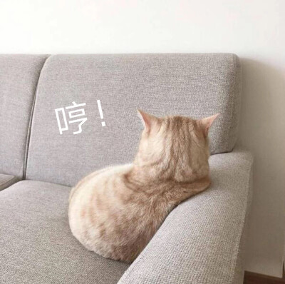 猫猫