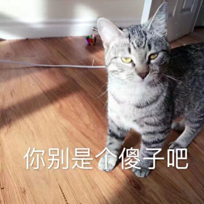 表情包，猫