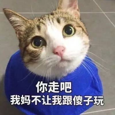 猫，表情包，你走吧我妈不让我跟傻子玩