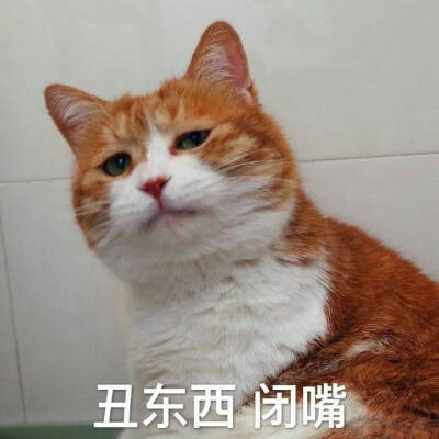 猫，表情包，丑东西闭嘴