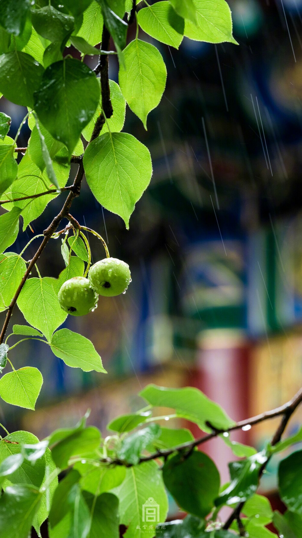 紫禁城【丁酉•暑雨】“雨洗娟娟嫩叶光，风吹细细绿筠香” 照片取自@故宫博物院