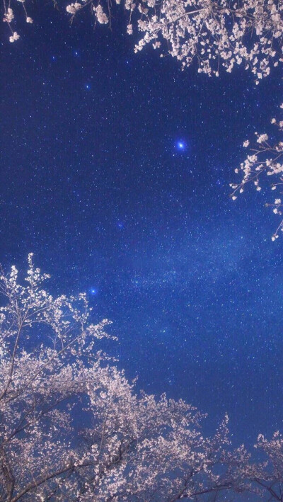 星空 樱花