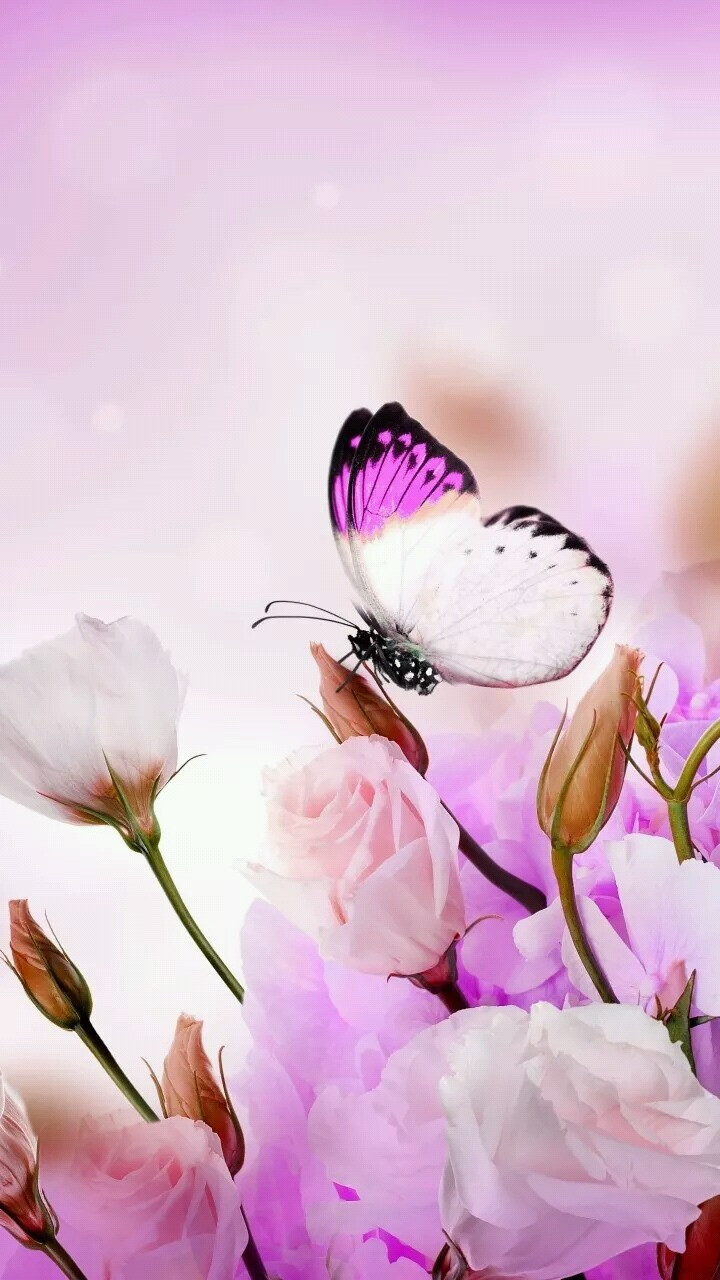 蝶恋花 - 堆糖,美图壁纸兴趣社区