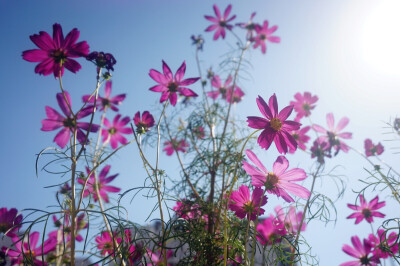 波斯菊