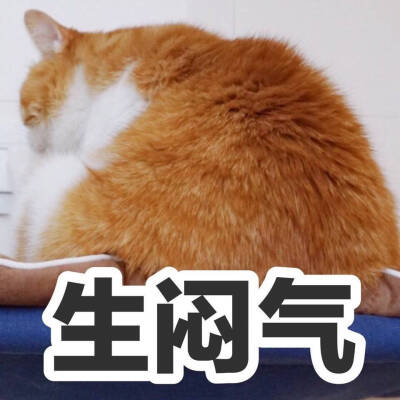 猫日表情包