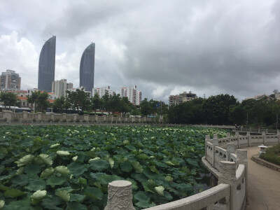 南普陀寺外荷花池