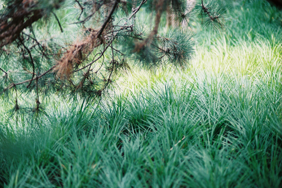 夏日的胶片拾光
Nikon F100 AF85/1.8D
FUJIFILM C200