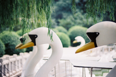 夏日的胶片拾光
Nikon F100 AF85/1.8D
FUJIFILM C200