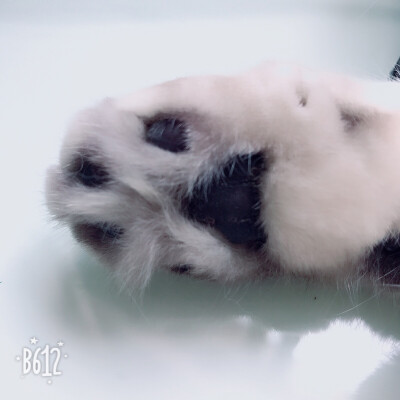 带着乱毛的小爪爪