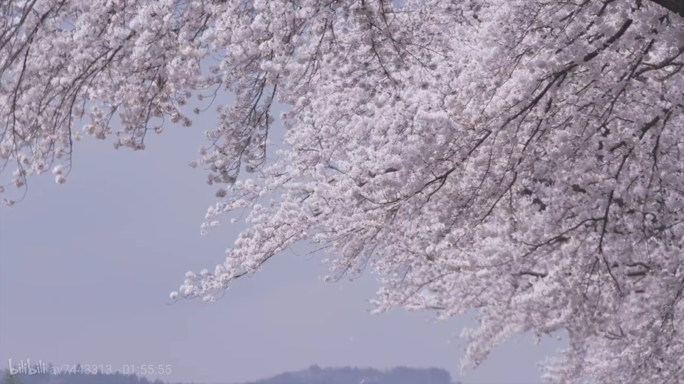 樱花树场景二