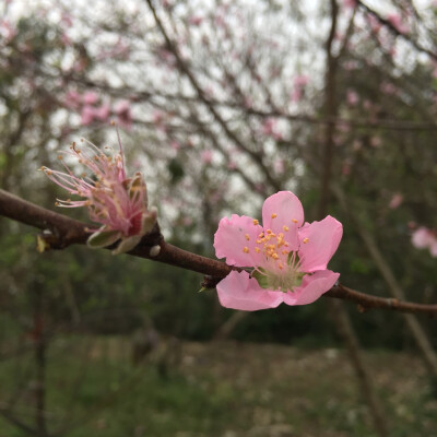 桃花，那一抹红……