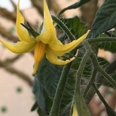 圣女果开花啦！！