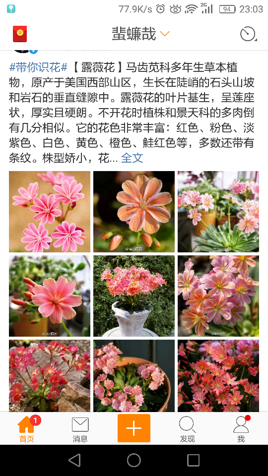 露薇花