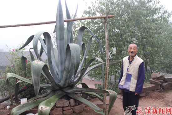 沅陵镇凤凰山社区麻子溪村麻子溪组发现了一株巨型植物，植株高2米左右，最宽叶片达15厘米，据主人介绍，该植物是30余年前从尤家巷龙头井一户人家中移植的。
龙舌兰原产于美洲，有些种类在原产地要长十年或几十年才能开花，巨大的花序高可达7至8米，是世界上最长的花序，白色或浅黄色的铃状花多达数百朵，花后植株即枯死，所以龙舌兰被称为“世纪植物”。