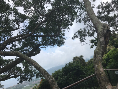 热带雨林公园情人栈桥