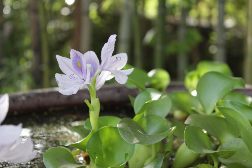 水葫芦