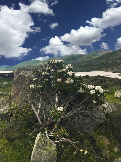 “圣湖”-措琼神海，俄么塘花海