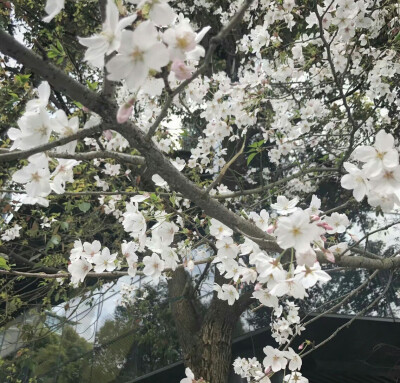 小清新 森系日系 韩系 萌 可爱 少女心 粉色 干净 图片 韩系 皮肤 头像 女头 男头 情头潮 半身 性感 风景 壁纸 背景图宠物 插画 动漫 漫画 自截 喜欢关注不定期更新