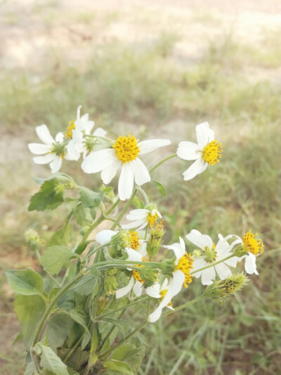 记不清这种白花叫什么名字了，是路边的野花，很常见，只是平常似乎没有注意到它的美