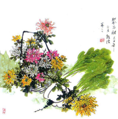 斗方菊