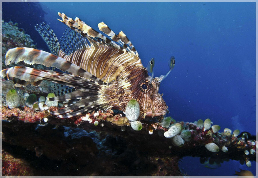 Malaysia Borneo, Sabah, Layang Layang Island
马来西亚婆罗洲 沙巴州属 拉央拉央岛