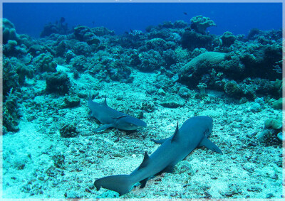 Malaysia Borneo, Sabah, Layang Layang Island
马来西亚婆罗洲 沙巴州属 拉央拉央岛