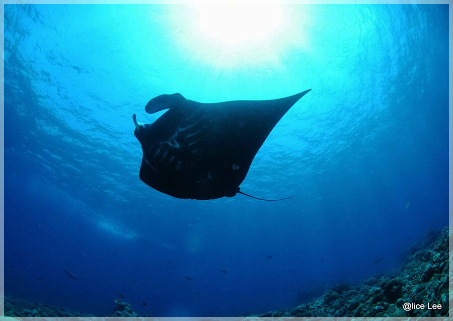 Malaysia Borneo, Sabah, Layang Layang Island
马来西亚婆罗洲 沙巴州属 拉央拉央岛