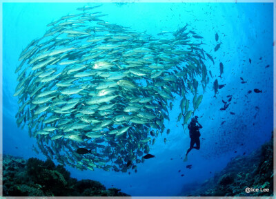 Malaysia Borneo, Sabah, Layang Layang Island
马来西亚婆罗洲 沙巴州属 拉央拉央岛