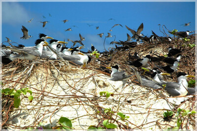 Malaysia Borneo, Sabah, Layang Layang Island
马来西亚婆罗洲 沙巴州属 拉央拉央岛