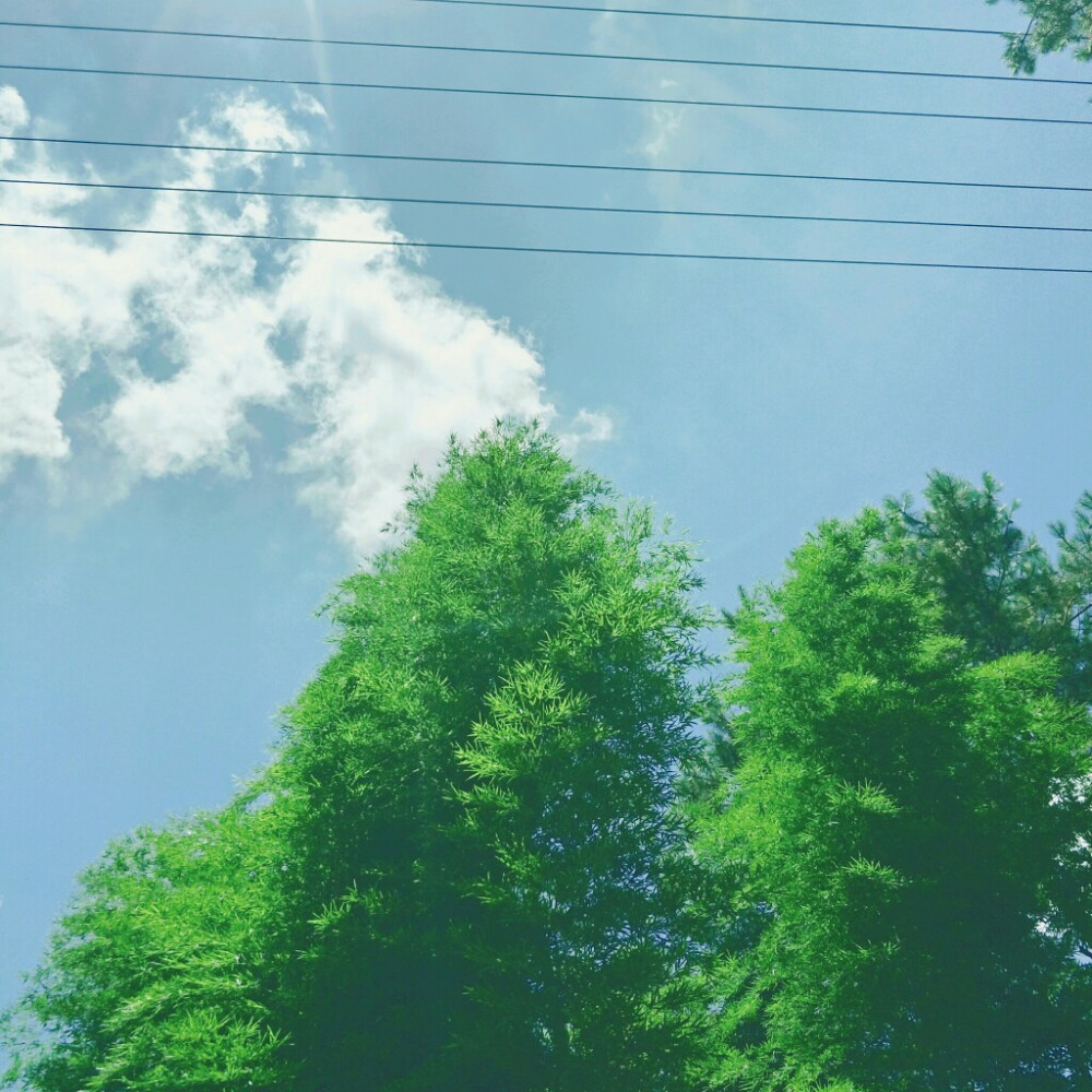 風景陽光樹林照片