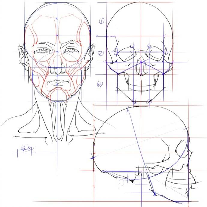 头部画法