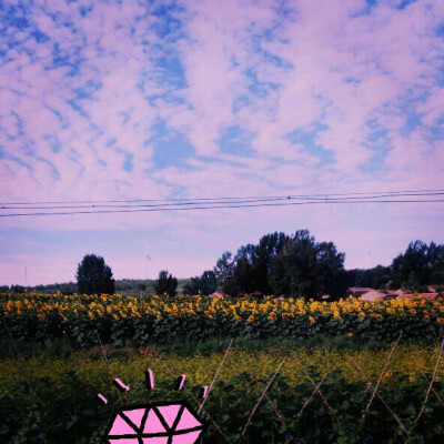 张家口天路 中考后去的地方 心旷神怡 嫩草花海一望无垠 仙的令人窒息