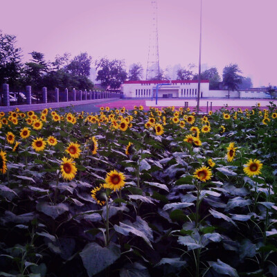 曾经的小学的向日葵花海 好像也算是童年对爱情的憧憬