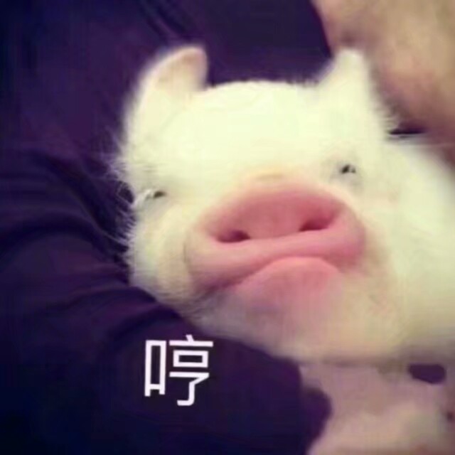 小可爱の表情包 小猪pig 哼