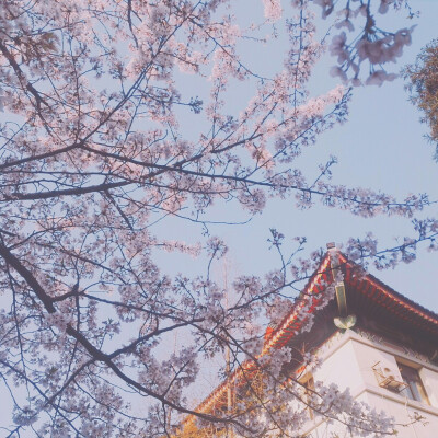 南京｜鸡鸣寺•樱花樱花想见你