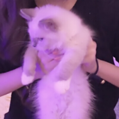 萌媛媛≈情侣头像